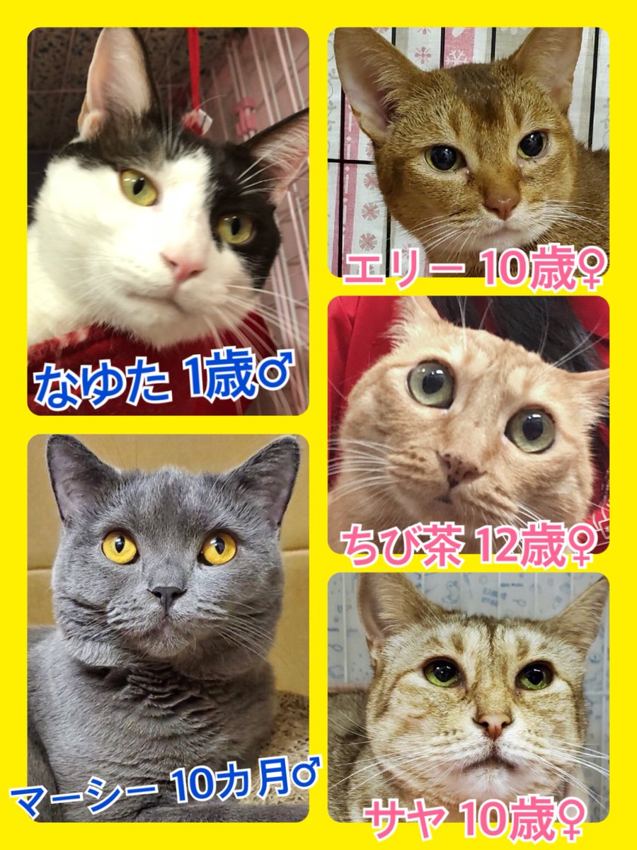 🐾今日の里親様募集中ニャンコ🐱メンバーです🐾2020,3,20